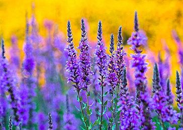 《无主之地4》TGA预告包含玩法 2025年推出